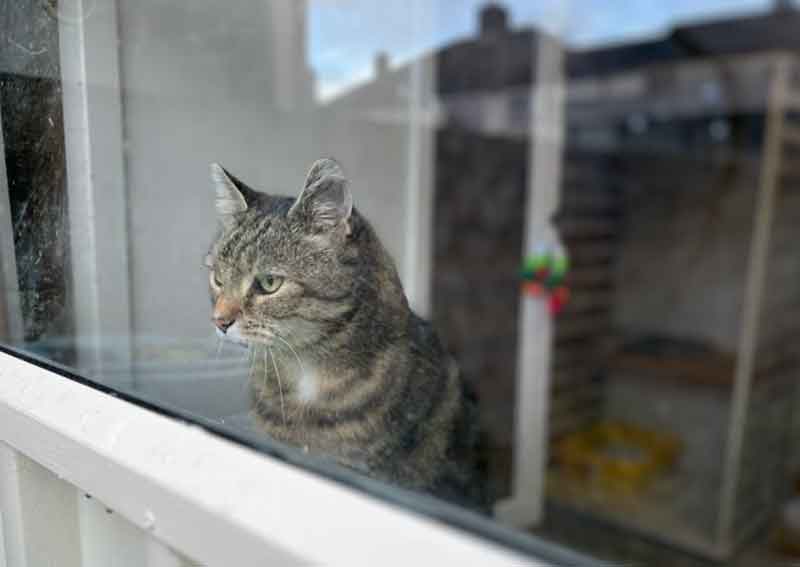 Hugo enjoying the cattery in Dublin