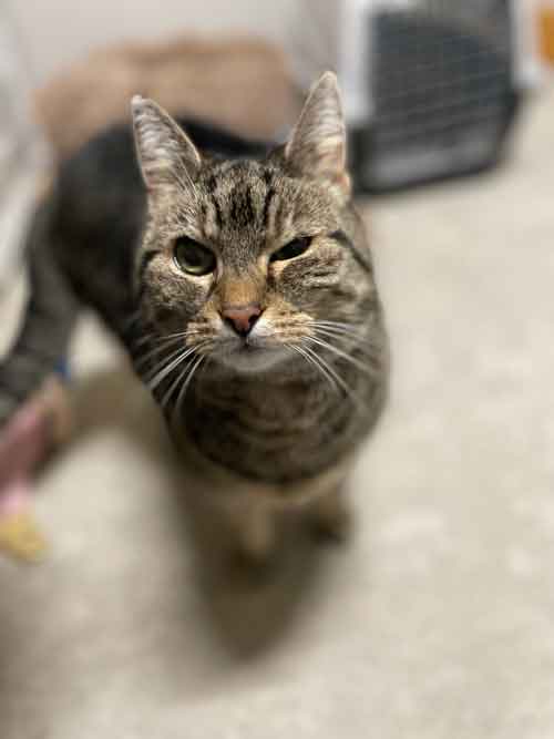 biggie in our cattery dublin