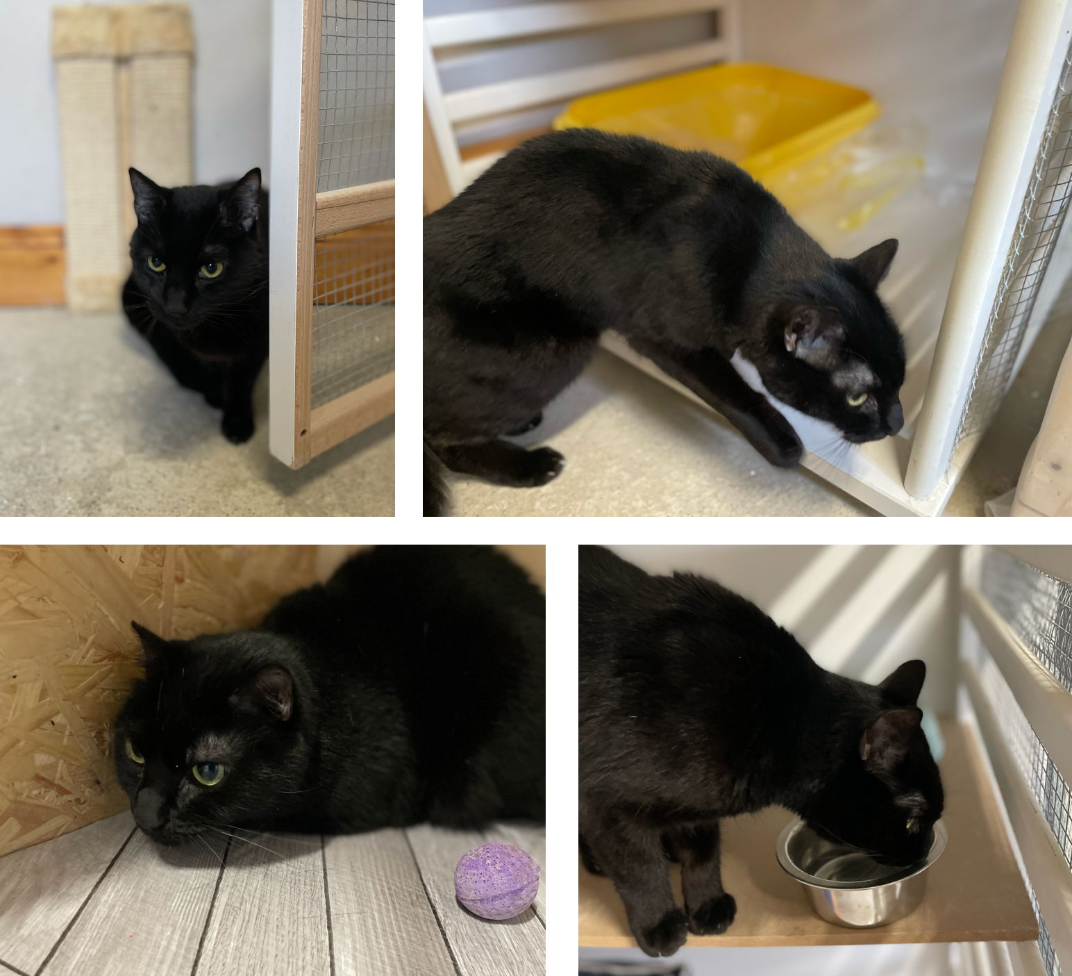 daisy and buddy in the cattery in dublin